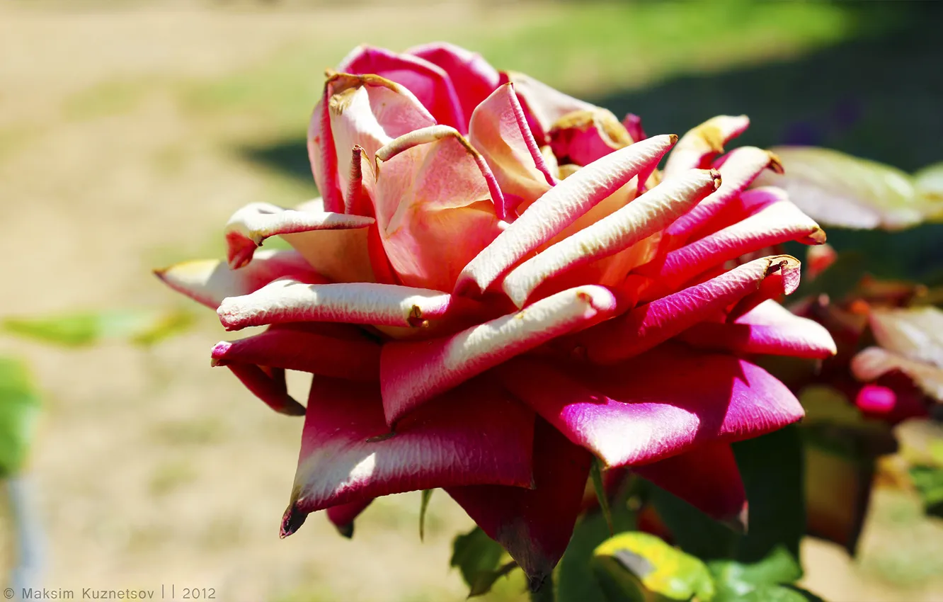 Photo wallpaper macro, flowers, roses, rose, venitomusic, Red rose, Makro