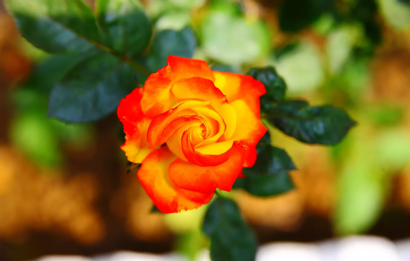 Photo wallpaper leaves, roses, petals, garden, the bushes