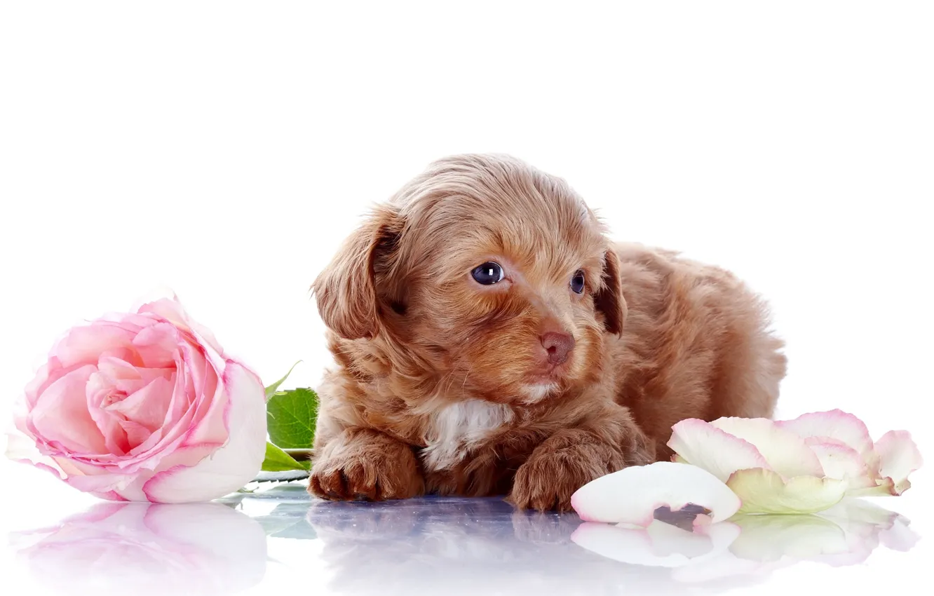 Photo wallpaper rose, photoshoot, dog pictures, puppy Wallpaper, flower photo
