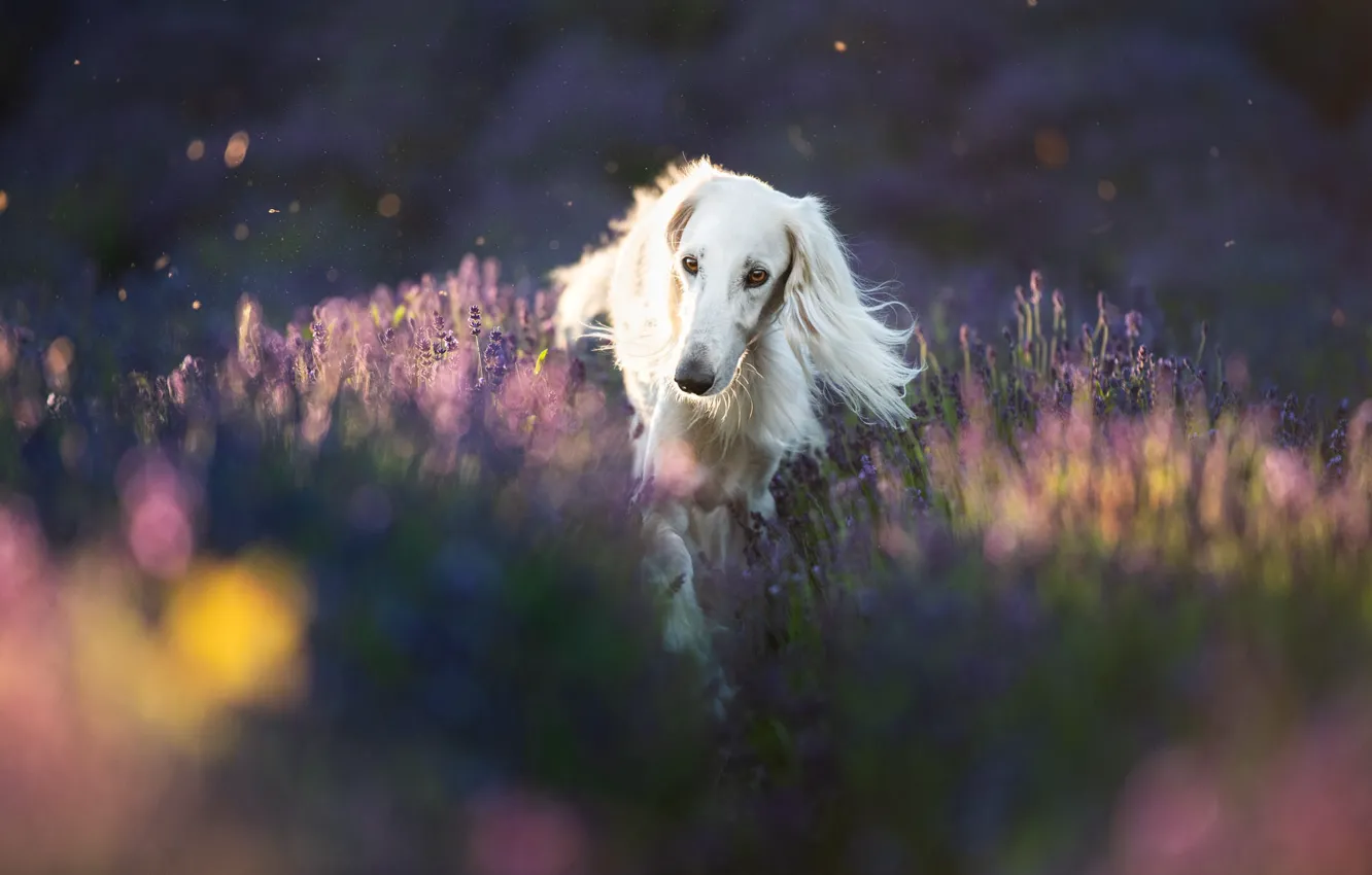 Photo wallpaper field, white, summer, look, light, flowers, dog, running