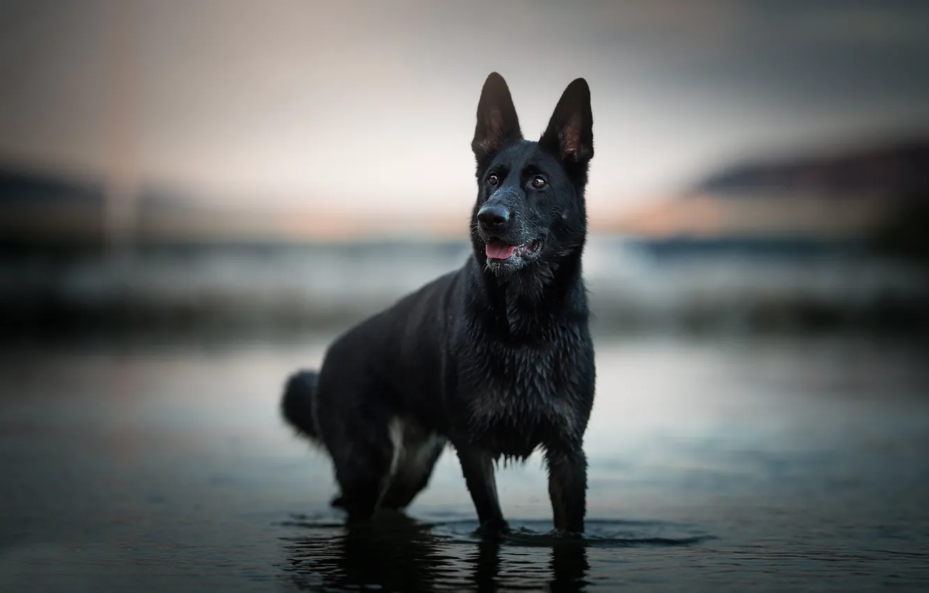 Photo wallpaper water, dog, bokeh, shepherd