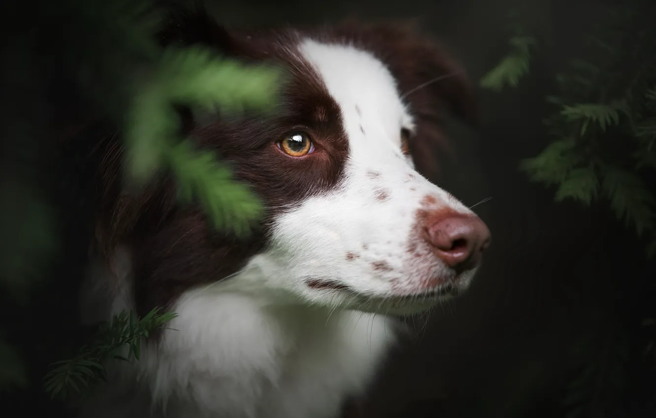 Photo wallpaper look, each, dog