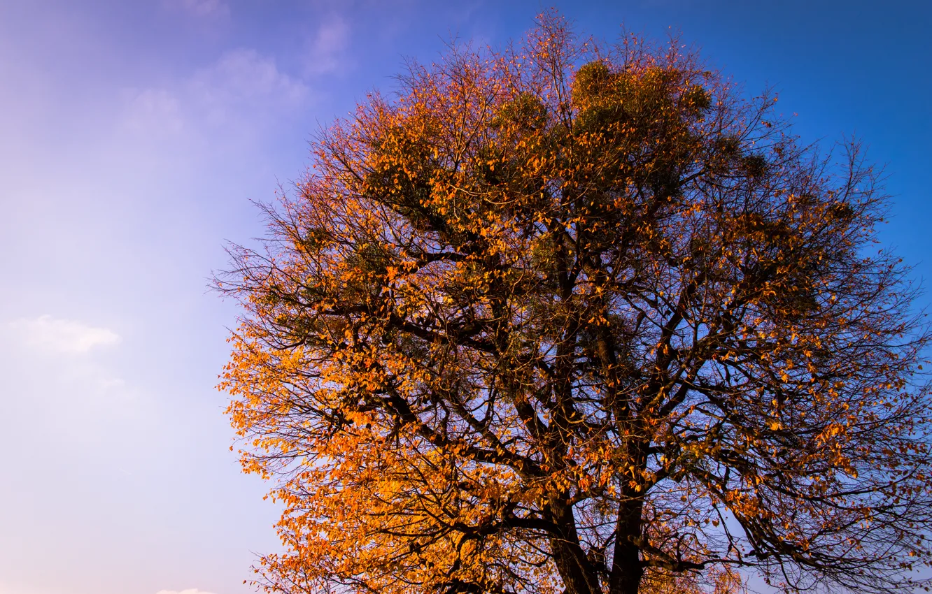 Photo wallpaper sky, sunset, blue, autumn, leaves, tree, dusk, branches