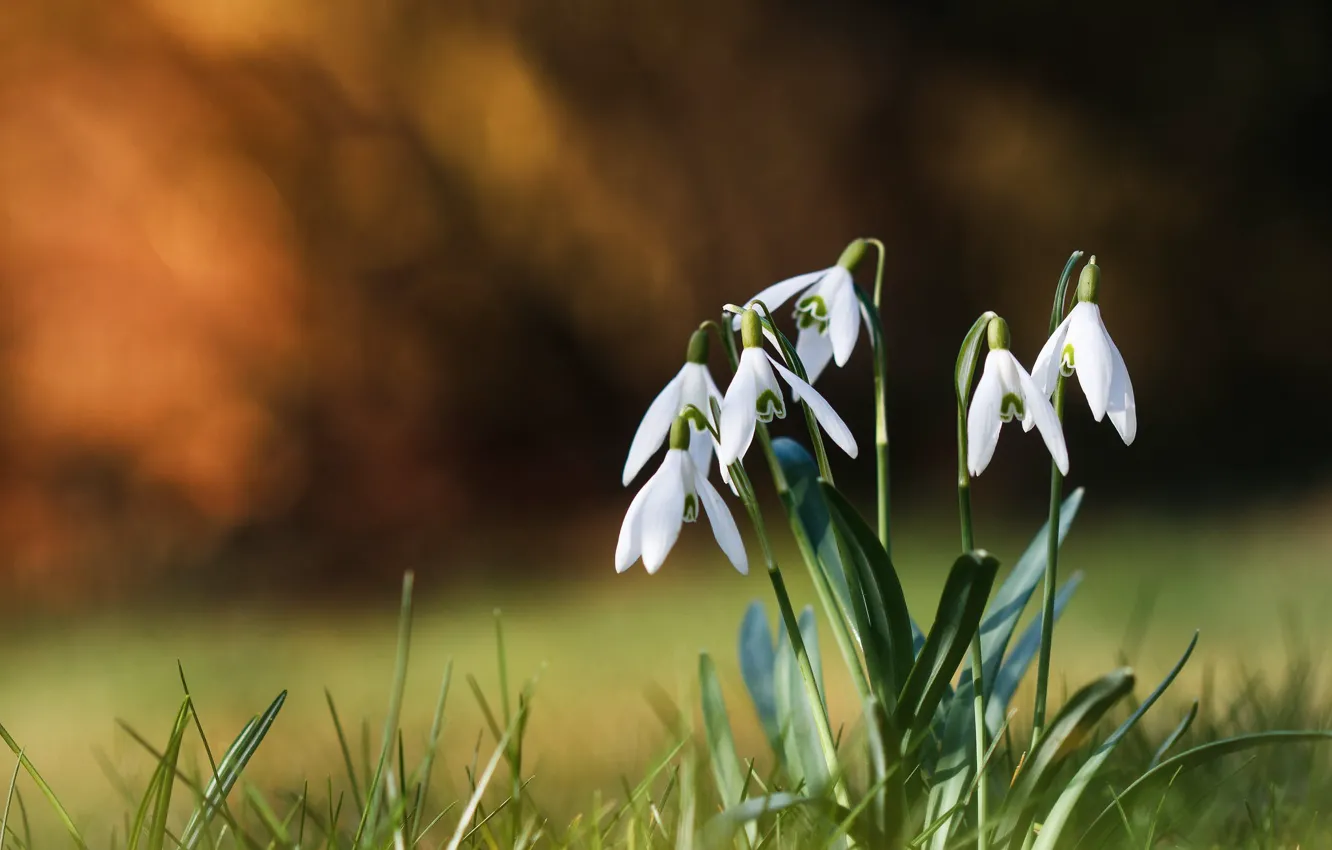 Photo wallpaper grass, flowers, background, spring, snowdrops, white, clearing, bokeh