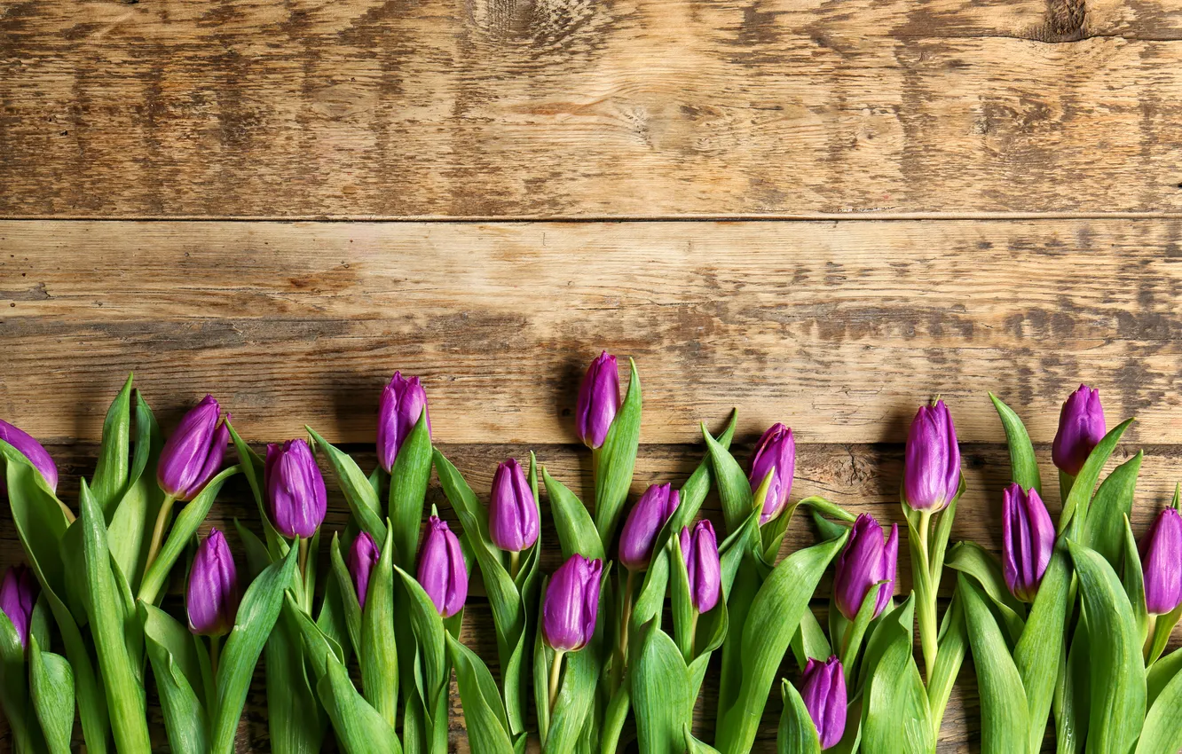 Photo wallpaper flowers, tulips, wood, flowers, tulips, spring, purple