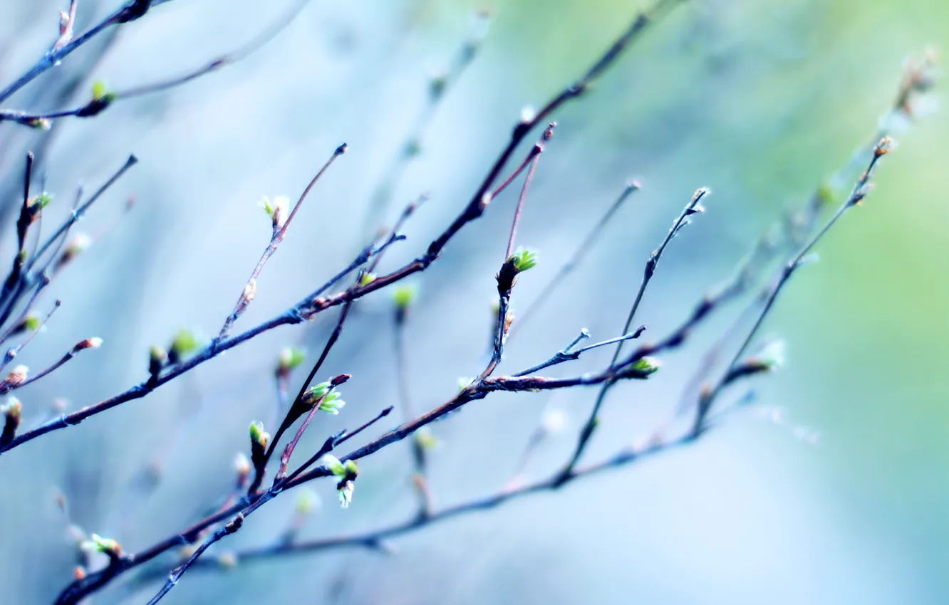Photo wallpaper the sky, leaves, macro, light, branch, ease, spring, the air
