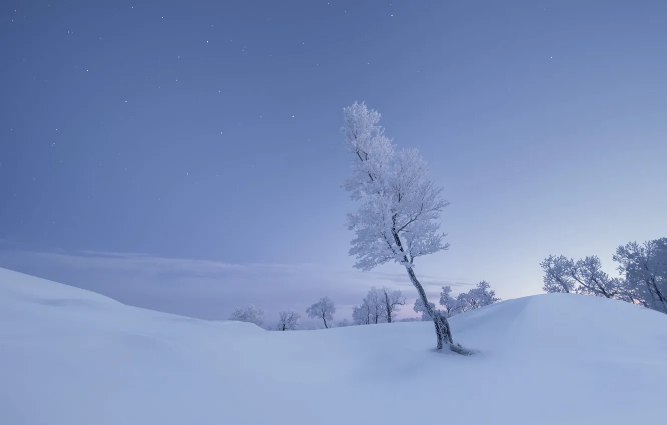 Photo wallpaper winter, frost, field, the sky, stars, clouds, snow, trees