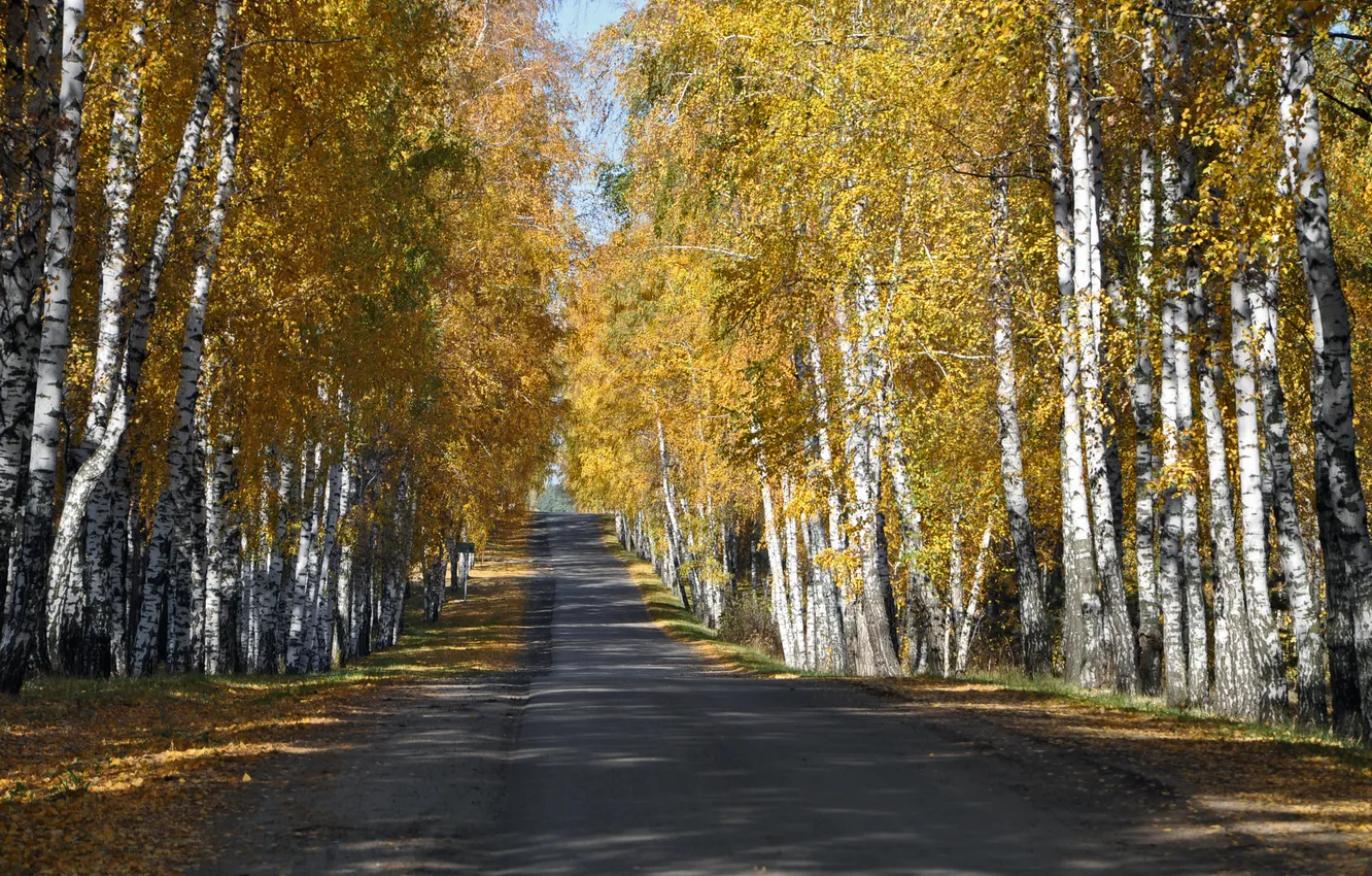 Photo wallpaper road, autumn, forest, leaves, yellow, birch, grove
