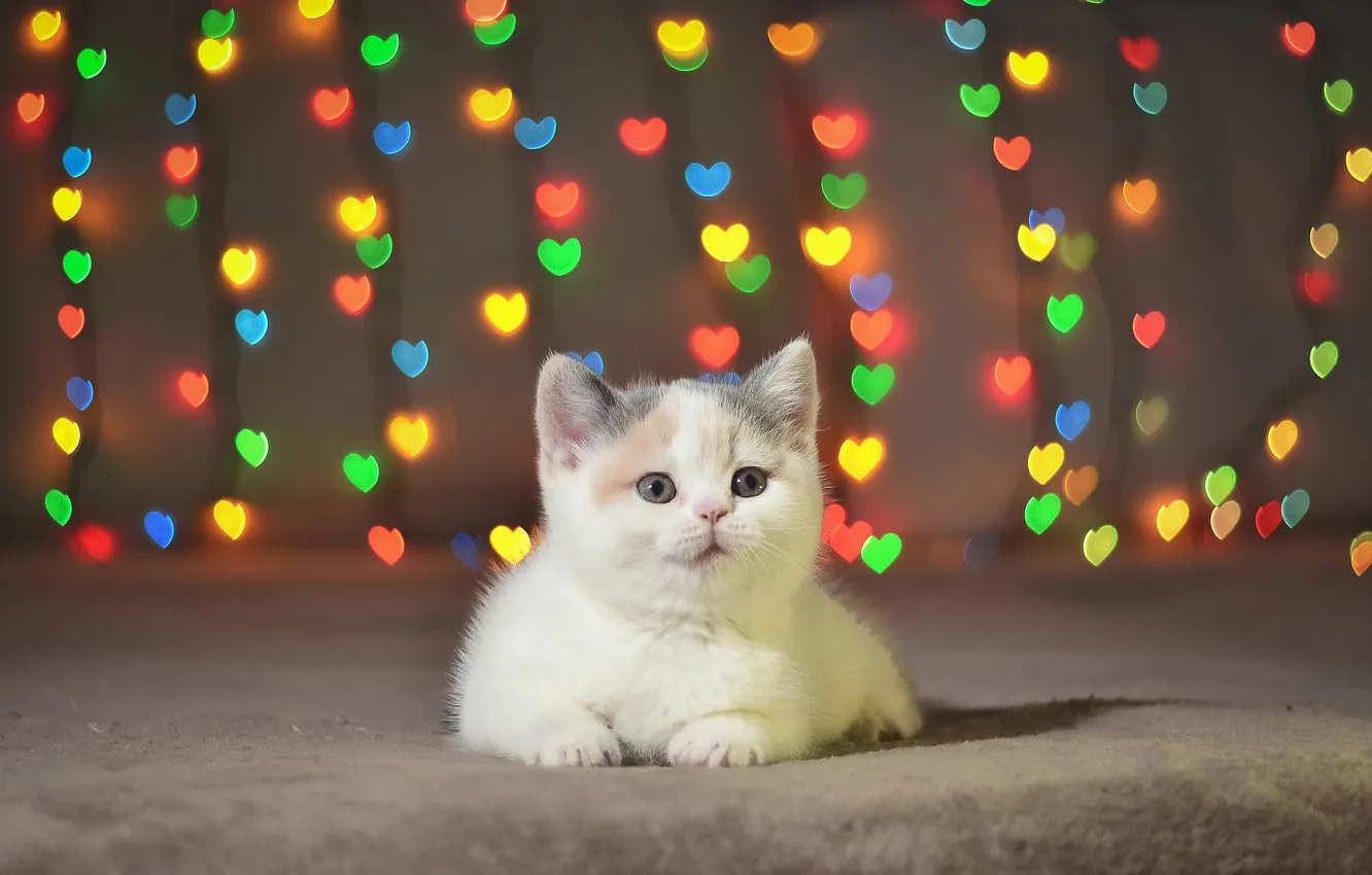 Photo wallpaper hearts, kitty, British, bokeh, bokeh, Boke, Embery