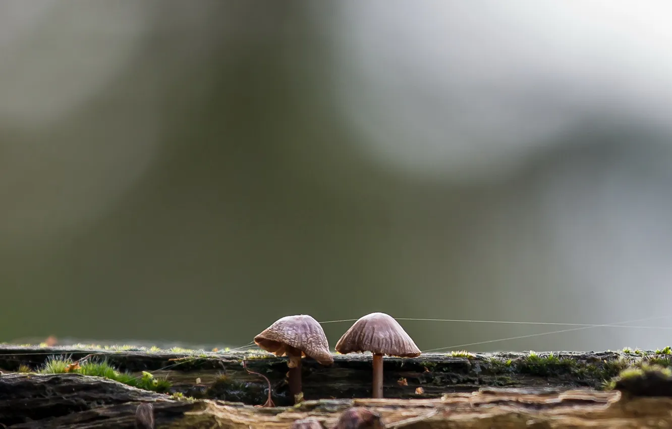 Photo wallpaper nature, background, mushrooms, Mushroom Telegraph
