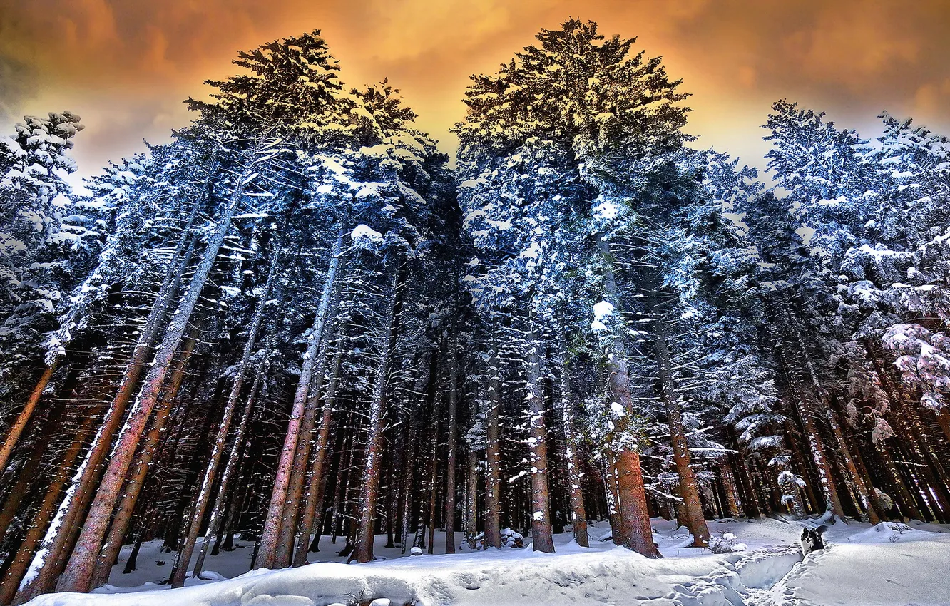 Photo wallpaper winter, forest, dog