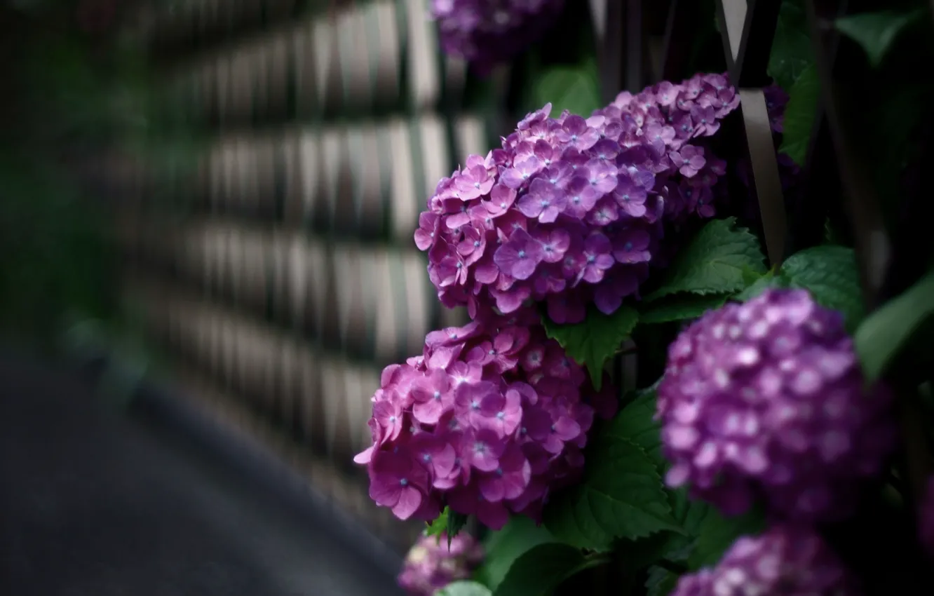 Photo wallpaper flowers, wall, petals, the bushes