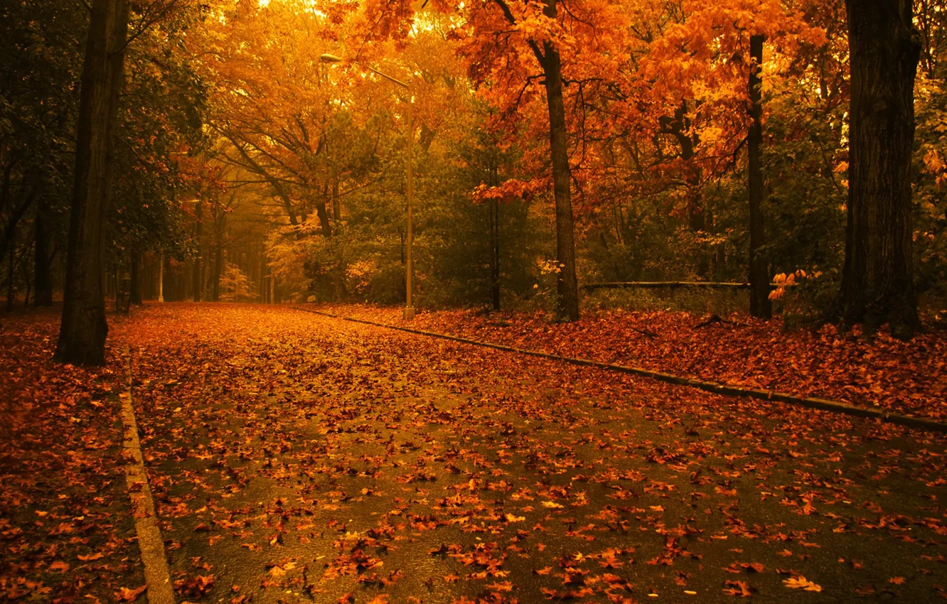 Photo wallpaper road, autumn, leaves, Trees