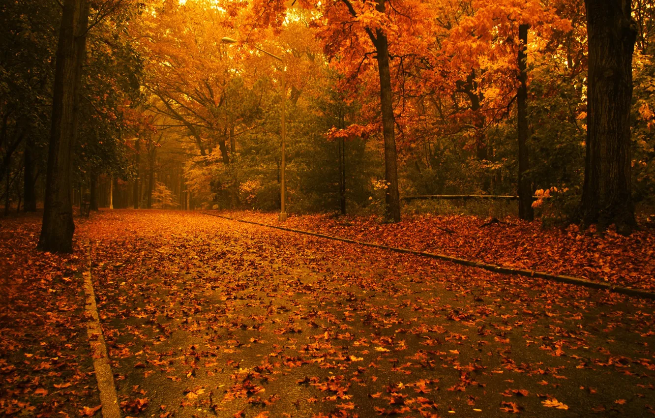 Photo wallpaper road, autumn, leaves, trees