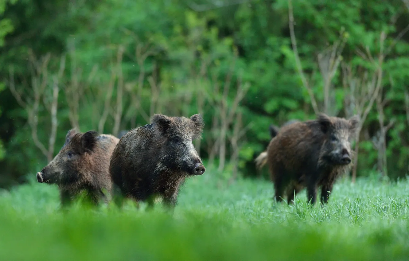 Photo wallpaper forest, children, animal, small, Boar, wild boar