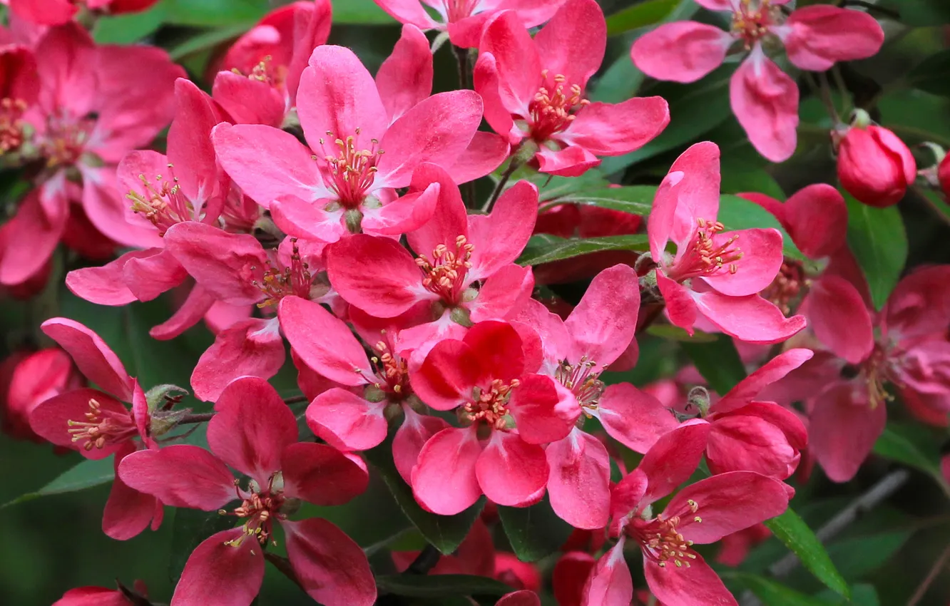 Photo wallpaper flower, spring, twig