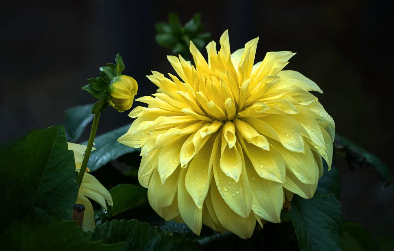 Photo wallpaper drops, yellow, buds, dahlias