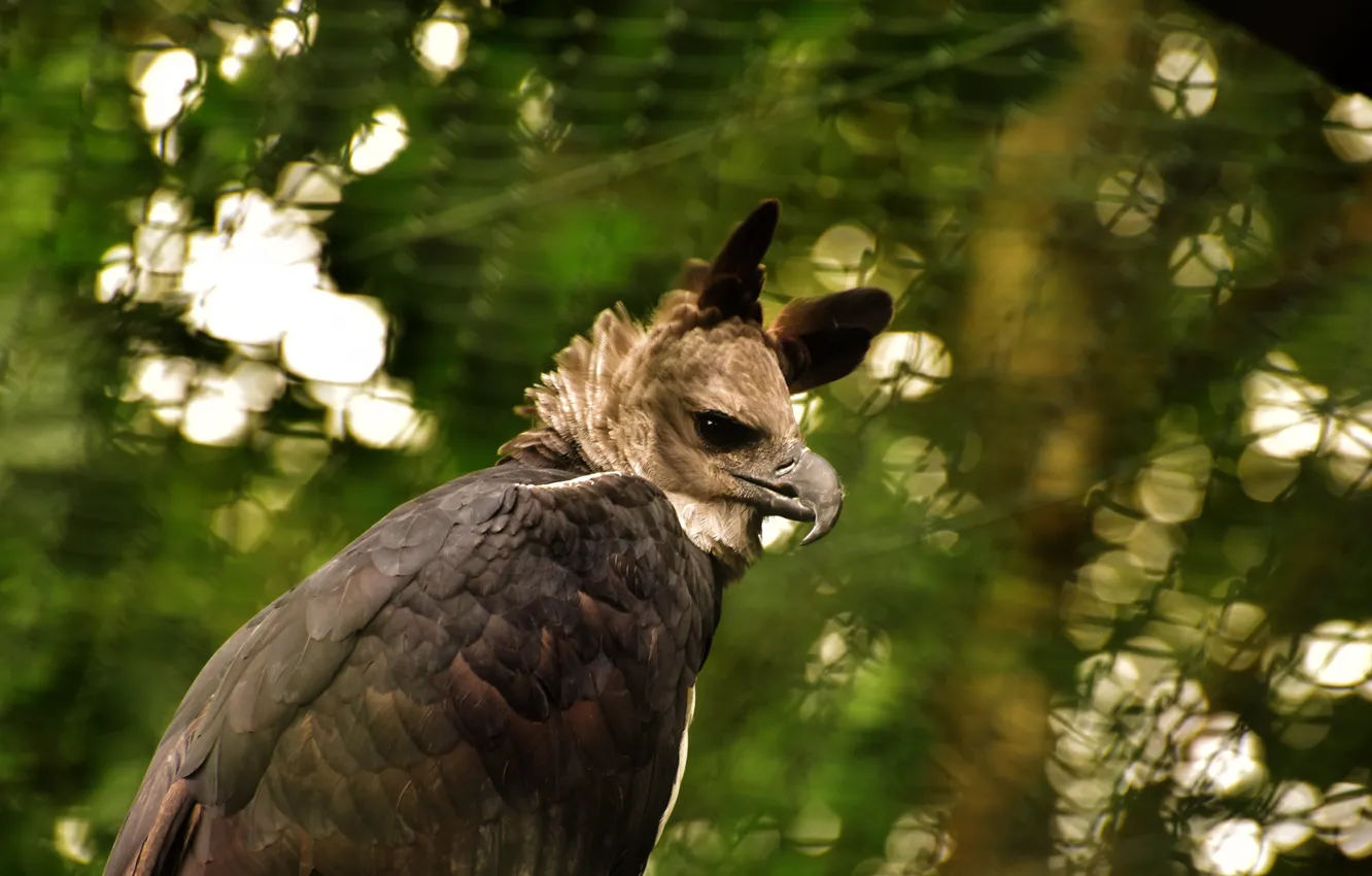 Photo wallpaper Raptor, feather, Bill, plumage, wildlife photography, Harpia Harpyja, harpy eagle