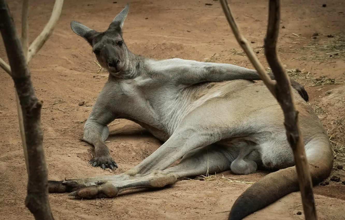 Photo wallpaper trees, branches, pose, stay, kangaroo, lies, male, collapsed