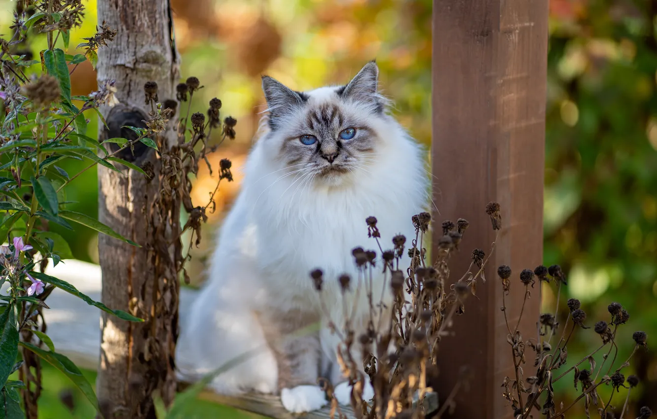 Photo wallpaper autumn, cat, cat, look, leaves, trees, branches, posts