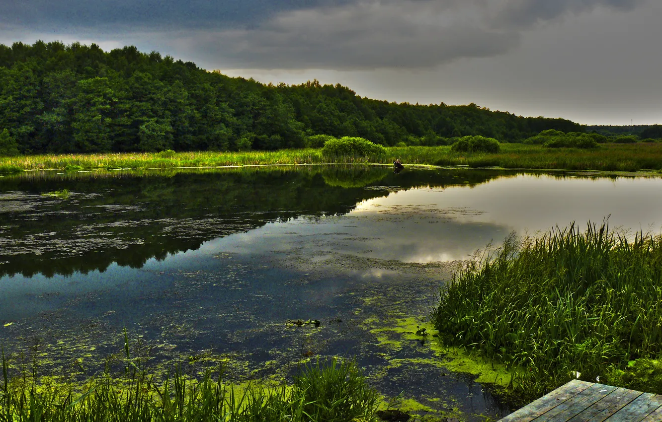 Photo wallpaper forest, summer, clouds, lake, pond, Tina