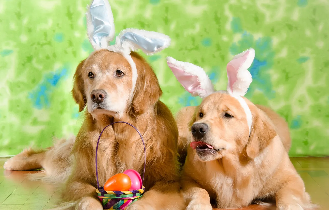 Photo wallpaper dogs, eggs, Easter, ears, Retriever
