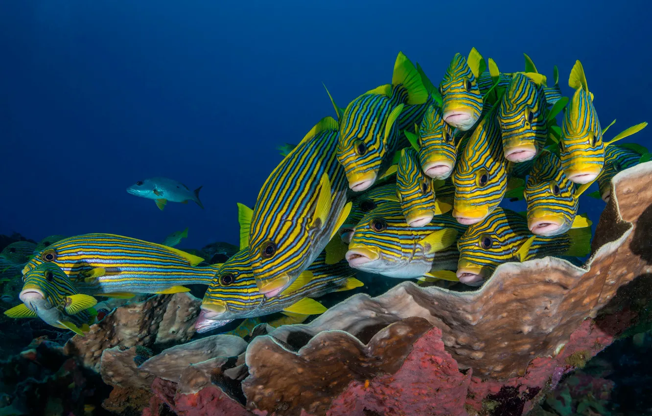 Photo wallpaper fish, the ocean, underwater world