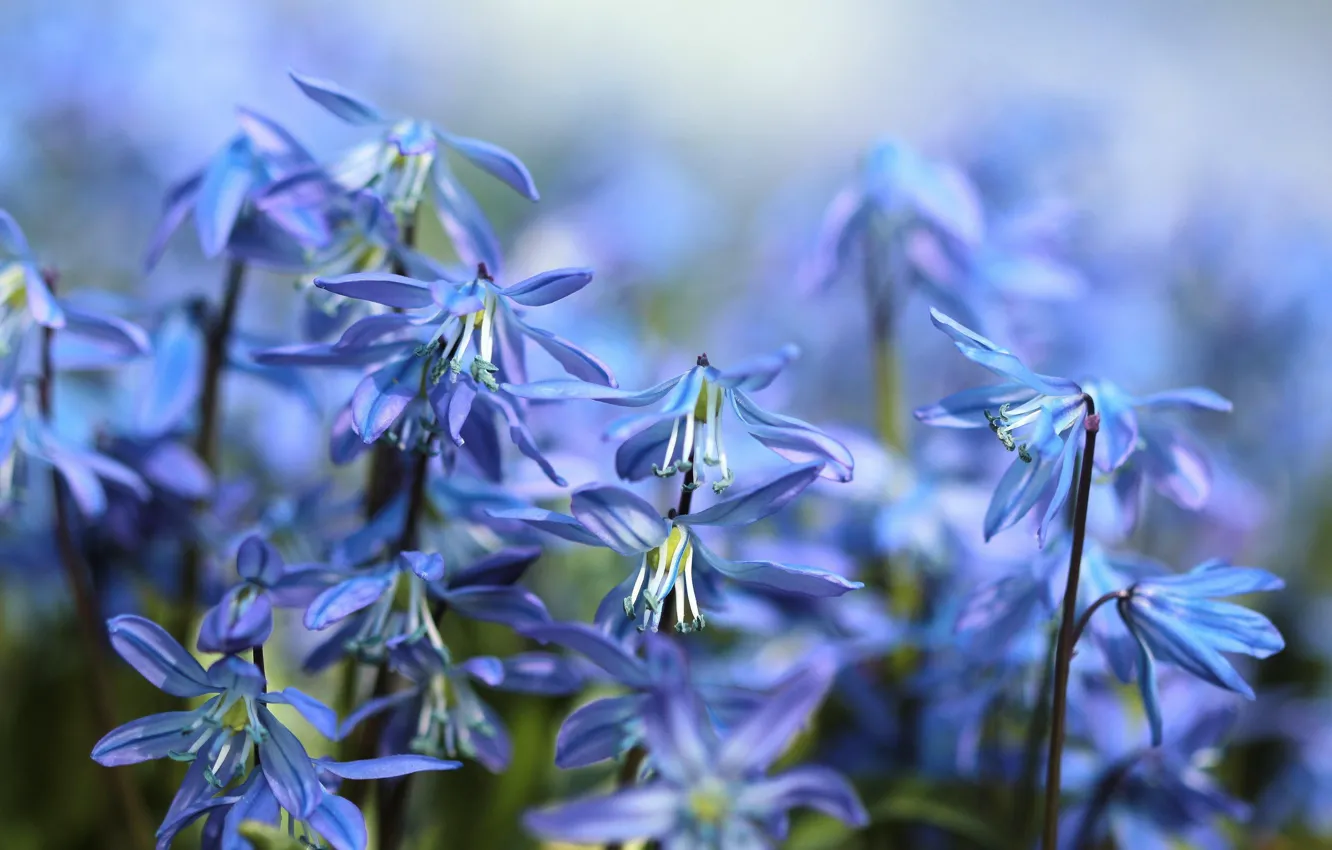 Photo wallpaper macro, flowers, blue, Scilla