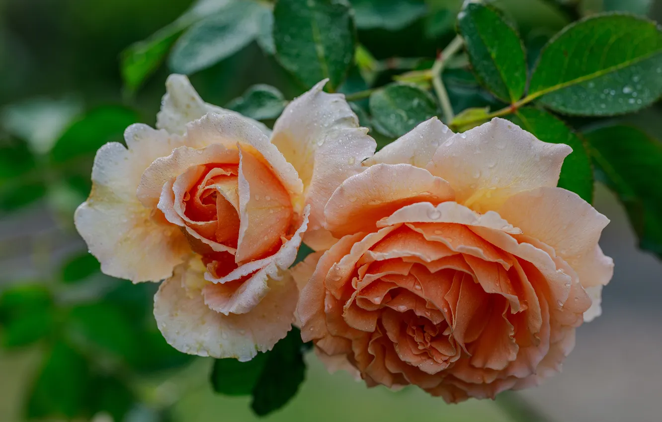 Photo wallpaper leaves, drops, flowers, roses, Duo, salmon