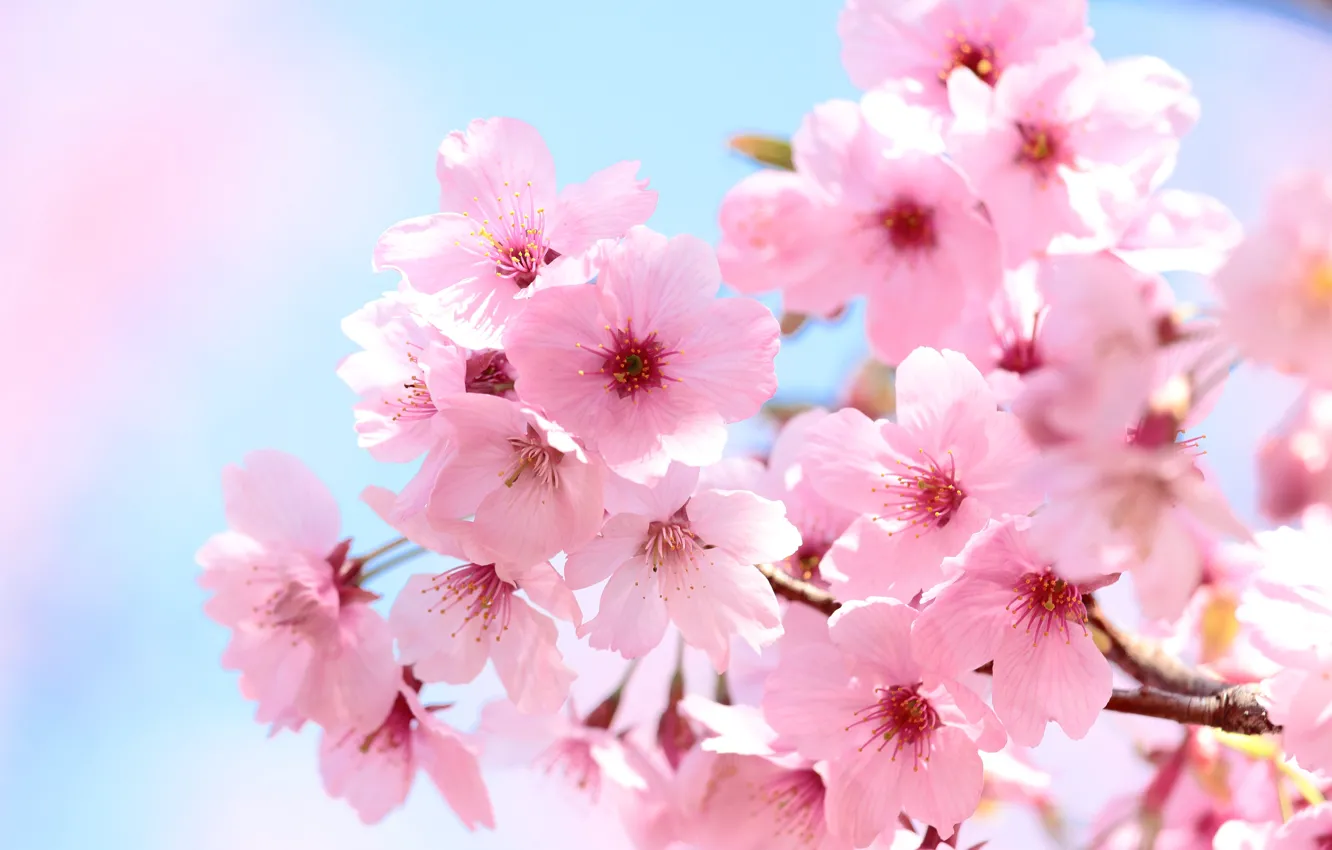 Photo wallpaper the sky, light, flowers, branches, spring, Sakura, pink, flowering