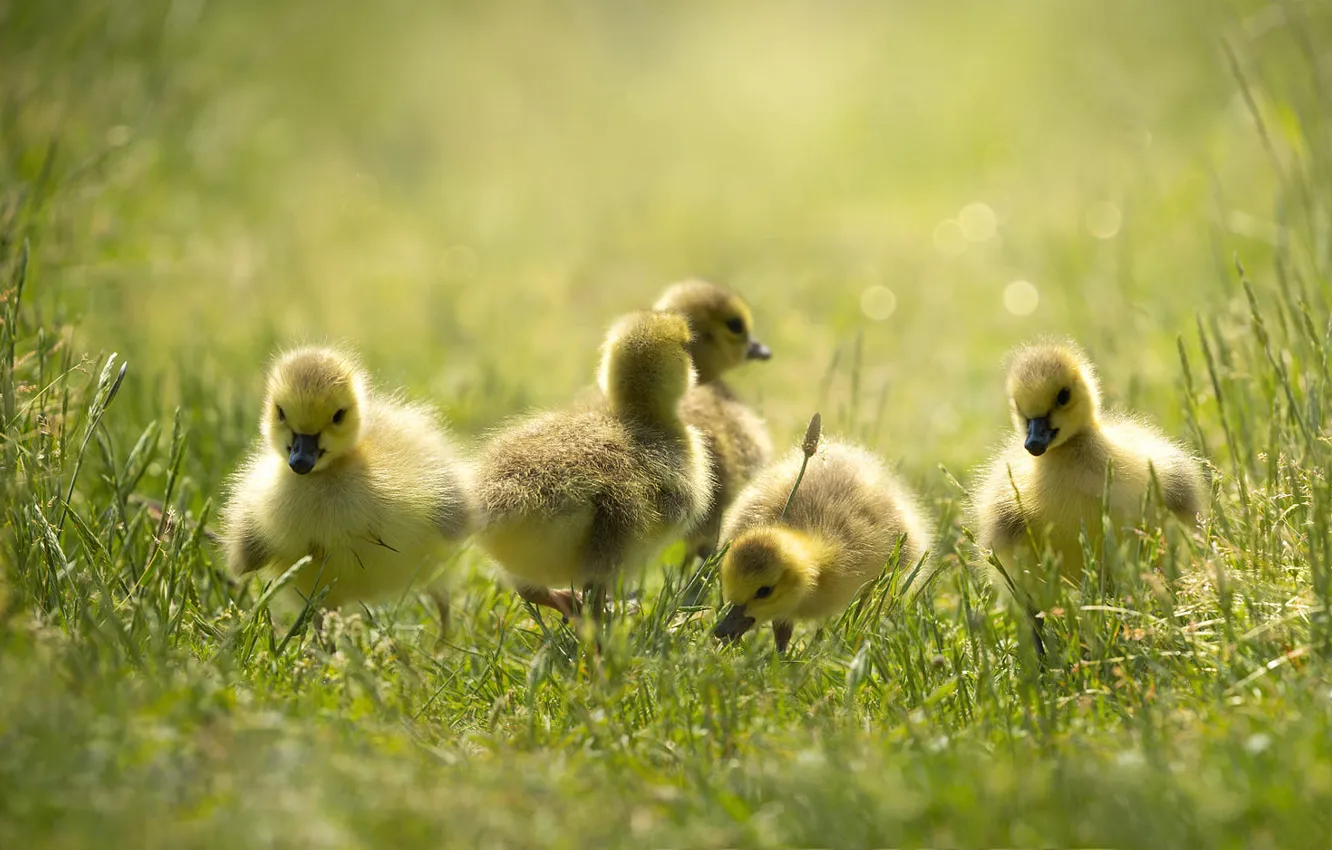Photo wallpaper grass, glade, duck, duck, Chicks, geese, the goslings, brood