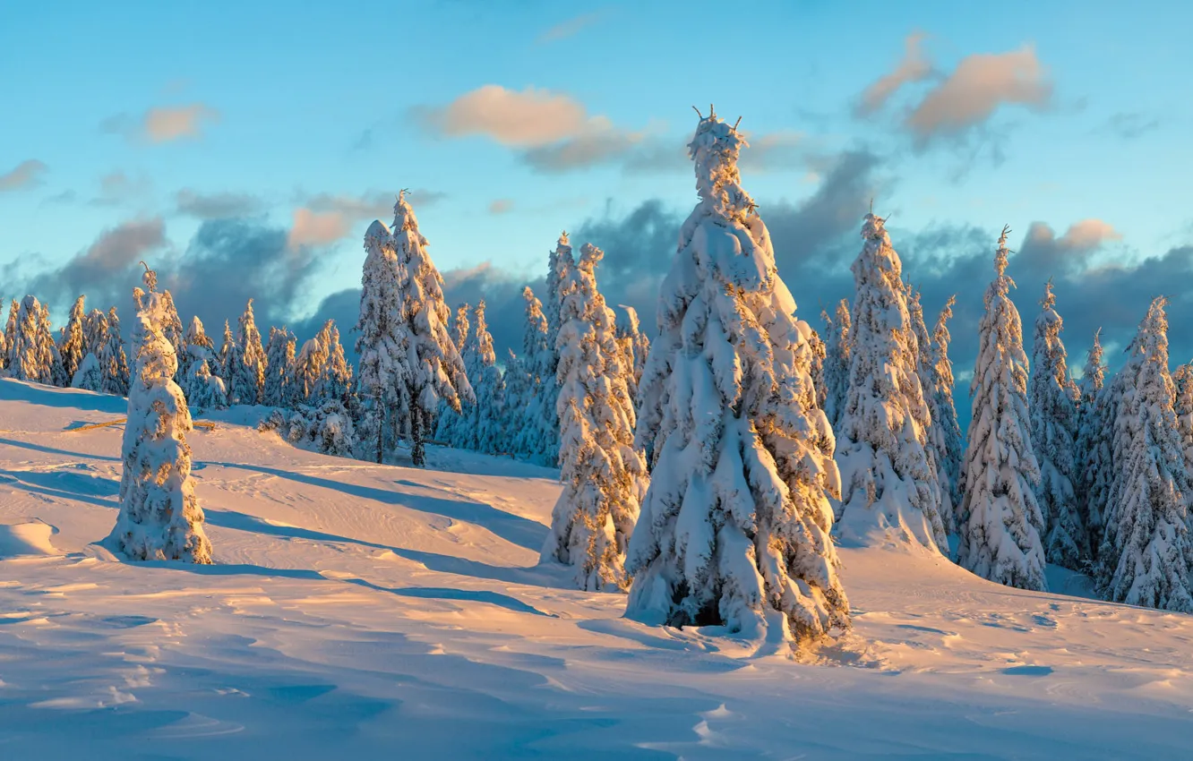 Photo wallpaper winter, forest, the sky, clouds, light, snow, nature, blue