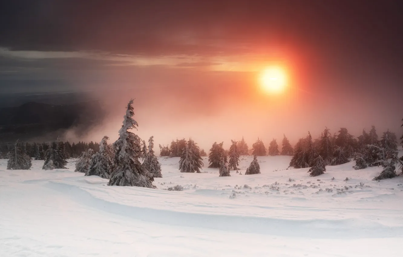 Photo wallpaper winter, forest, the sky, the sun, clouds, snow, sunset, fog