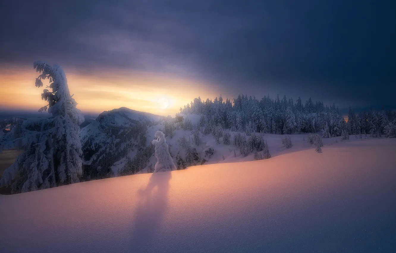 Photo wallpaper winter, forest, the sun, snow, ate