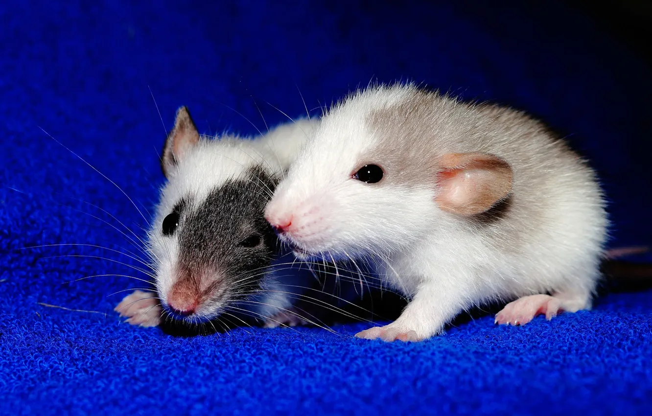 Photo wallpaper animals, rats, decorative, Rodents