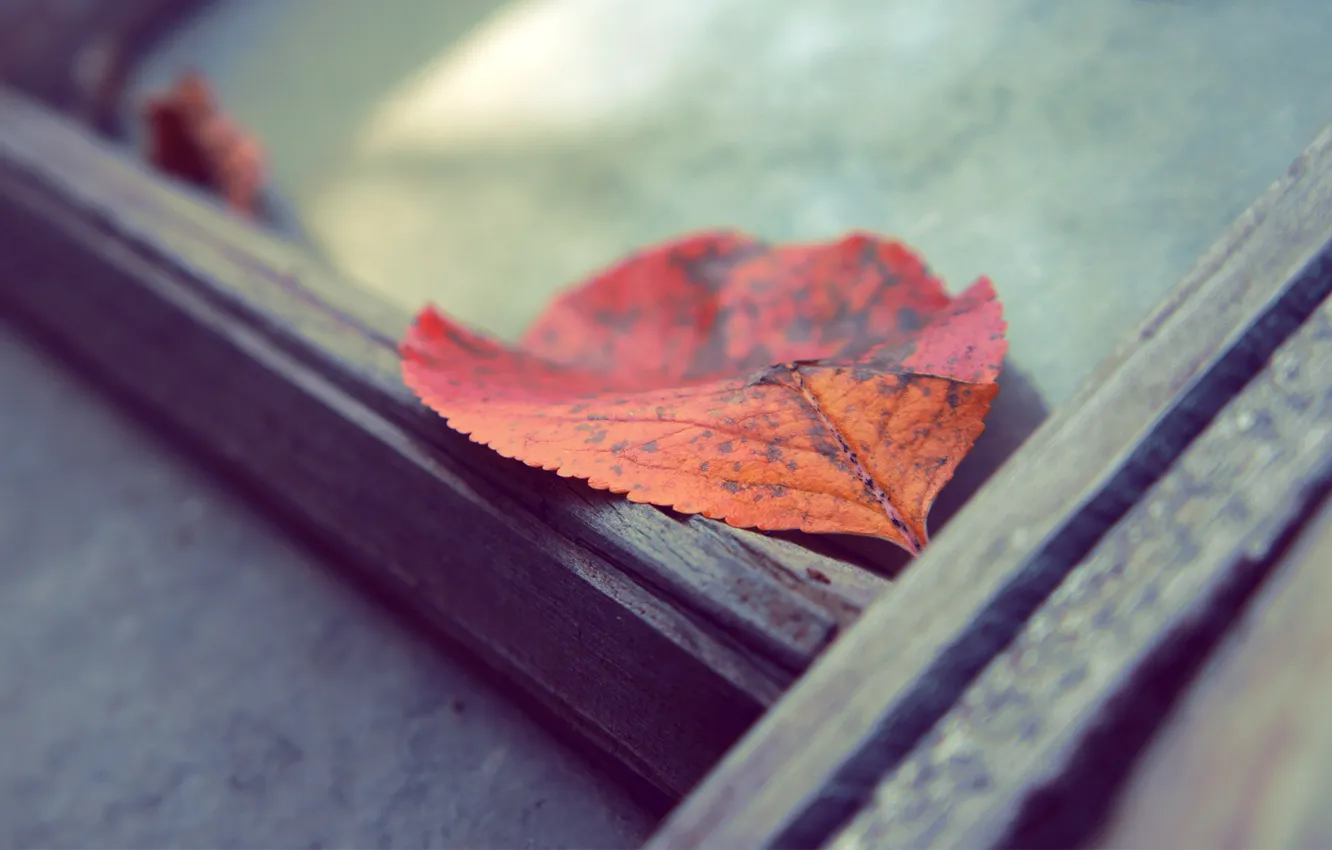 Photo wallpaper autumn, leaves, macro, trees, orange, red, Board, Xpand