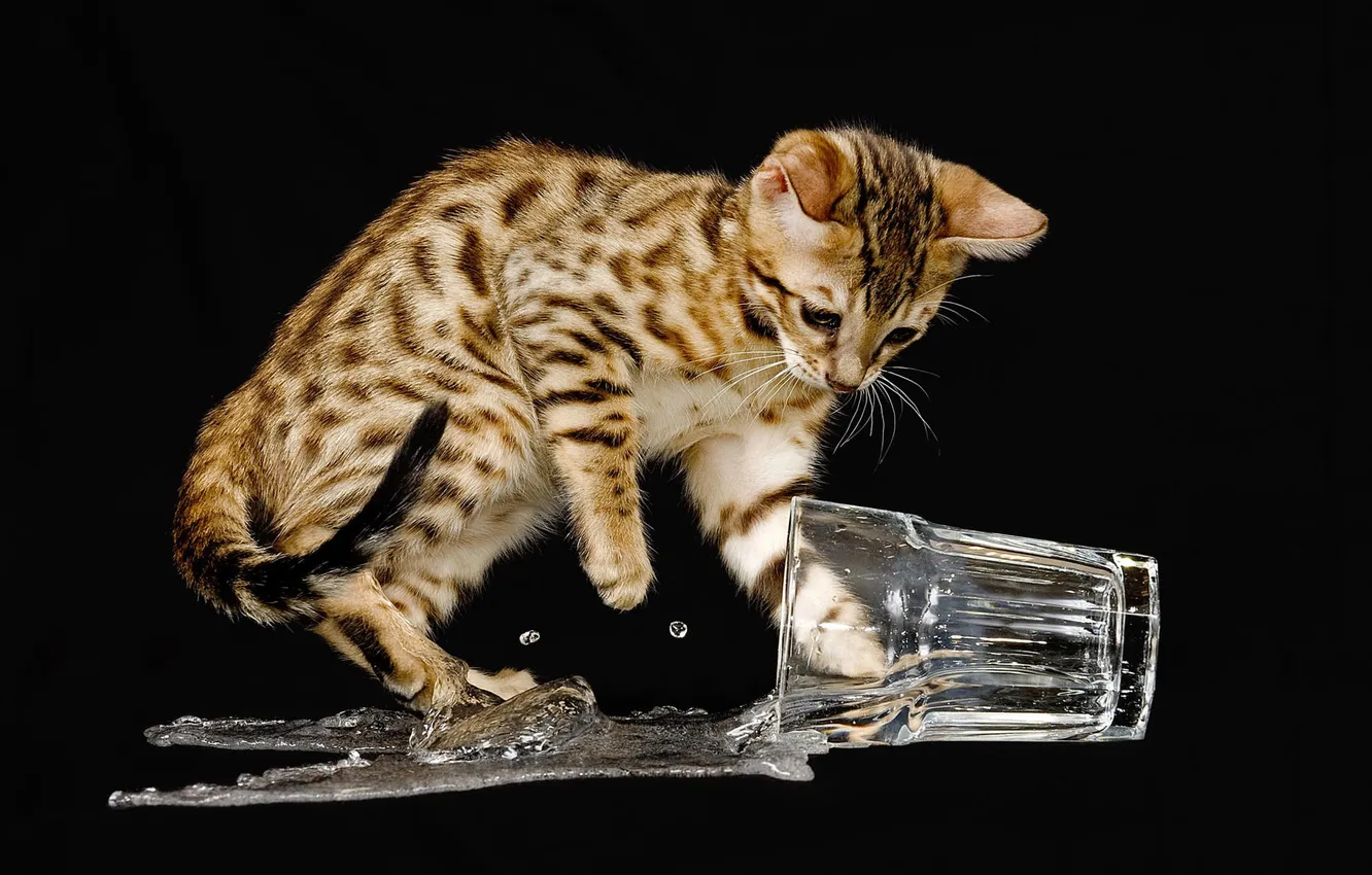 Photo wallpaper water, squirt, glass, background, black, liquid, kitty