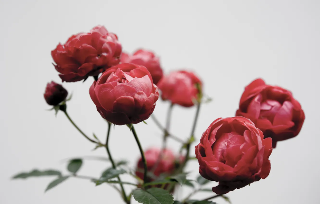 Photo wallpaper leaves, petals, buds, the bushes