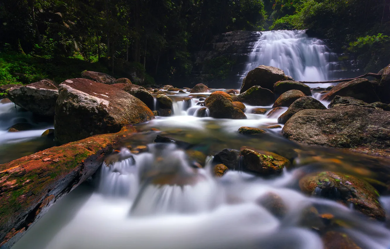 Photo wallpaper forest, trees, river, stones, waterfall