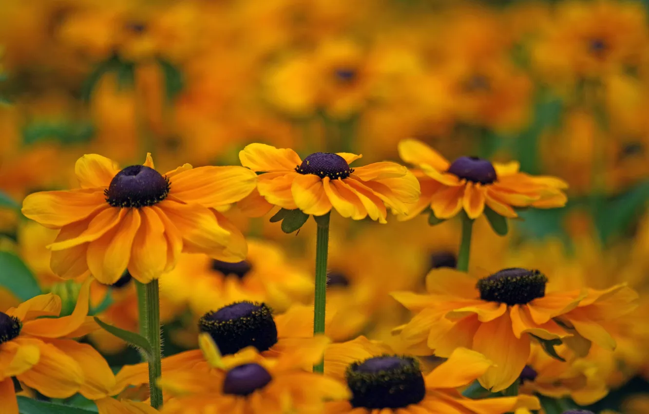 Photo wallpaper macro, bokeh, rudbeckia