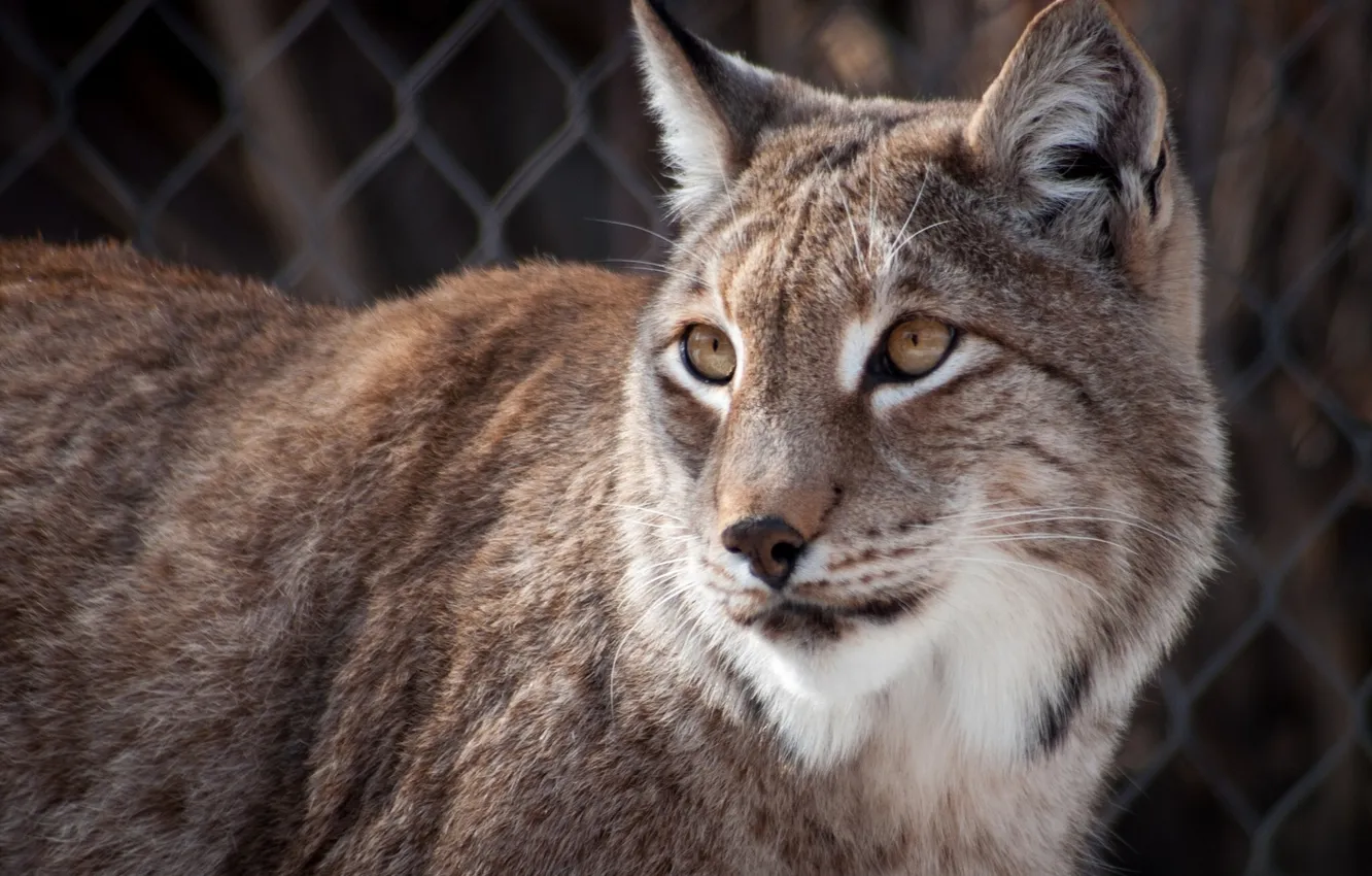 Photo wallpaper portrait, lynx, wild cat