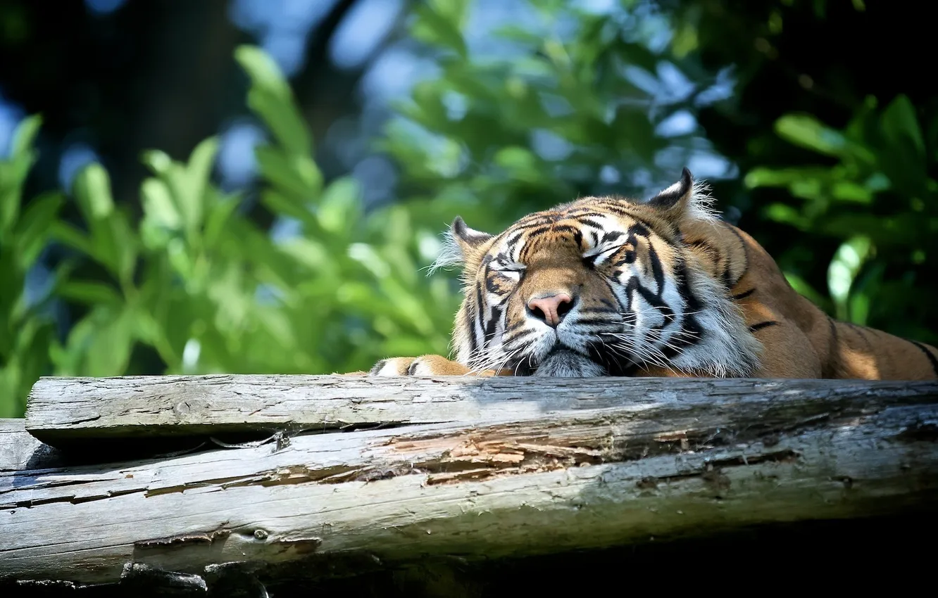 Photo wallpaper face, tiger, stay, sleep, predator, wild cat
