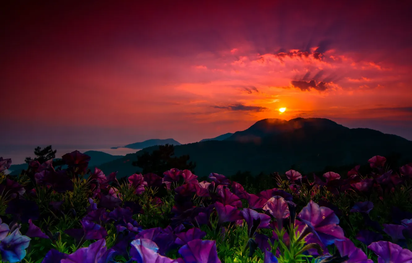 Photo wallpaper sunset, flowers, mountains