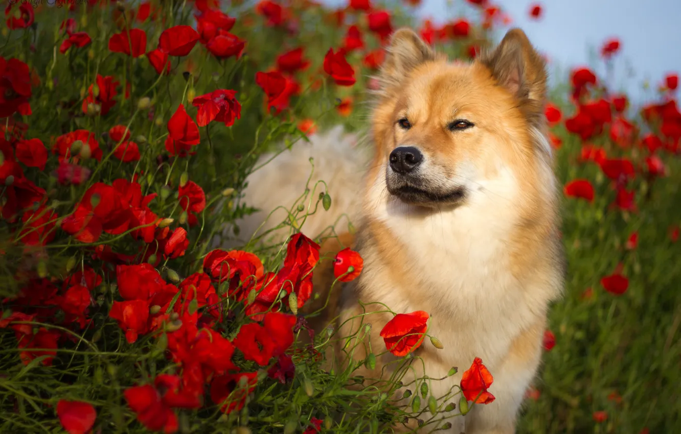 Photo wallpaper summer, flowers, nature, animal, Maki, dog, dog, Birgit Chytracek
