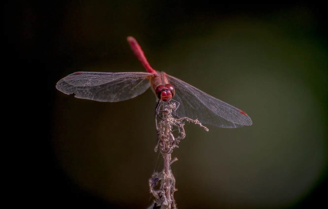 Photo wallpaper autumn, red, dragonfly, sitting, bokeh, suhayatrava