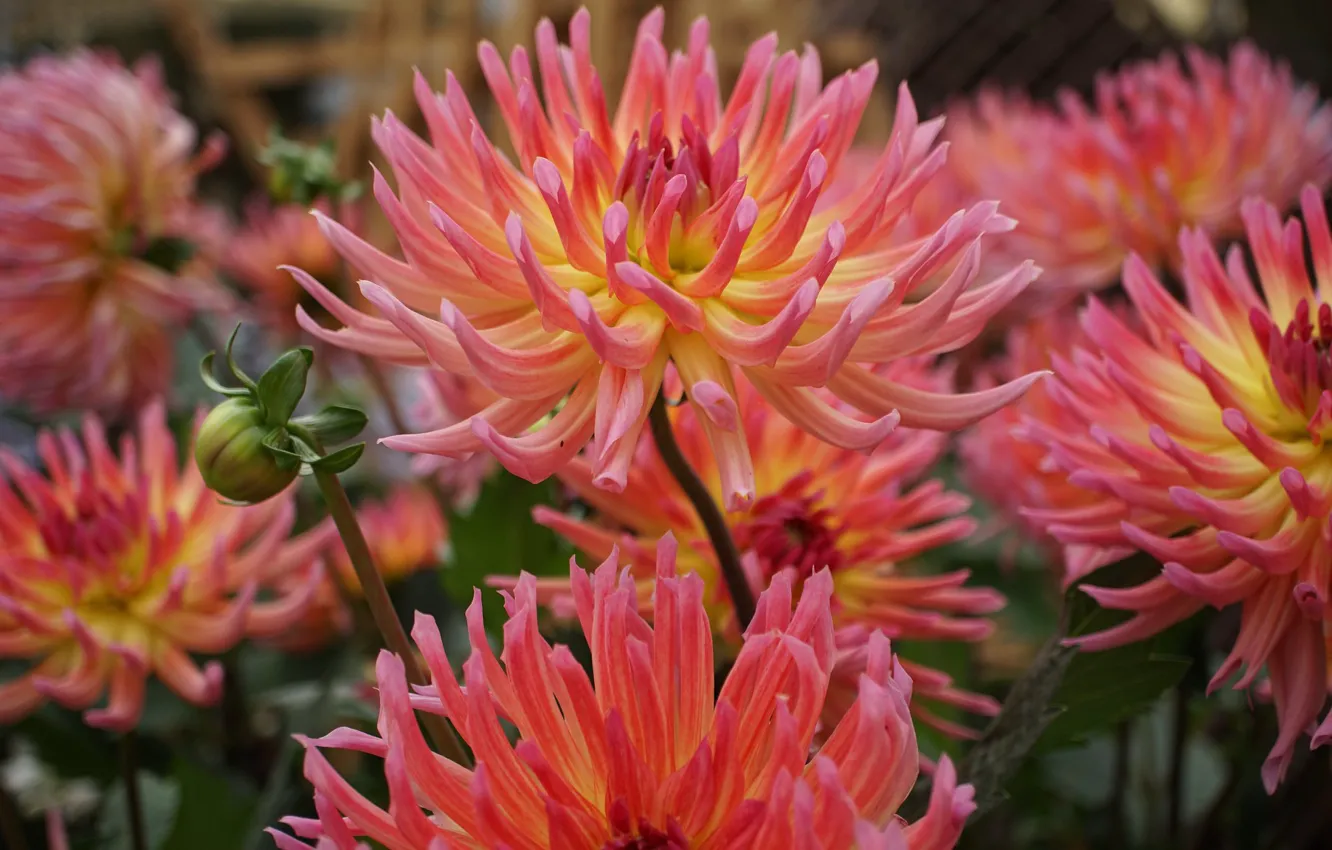 Photo wallpaper macro, pink, dahlias