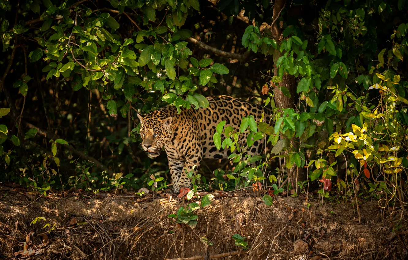 Photo wallpaper forest, thickets, Jaguar, walk