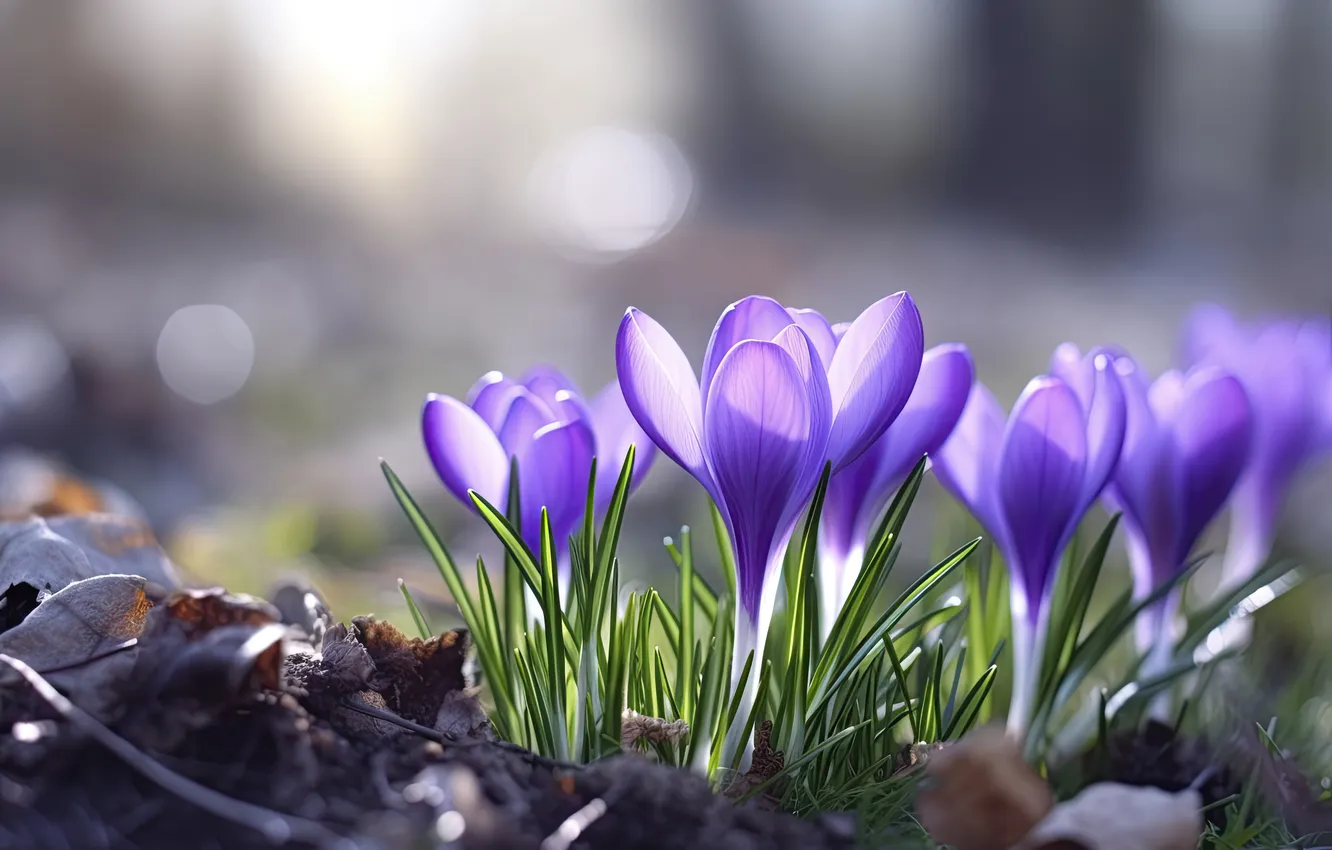 Photo wallpaper light, flowers, glade, spring, crocuses, lilac, bokeh, spring flowers