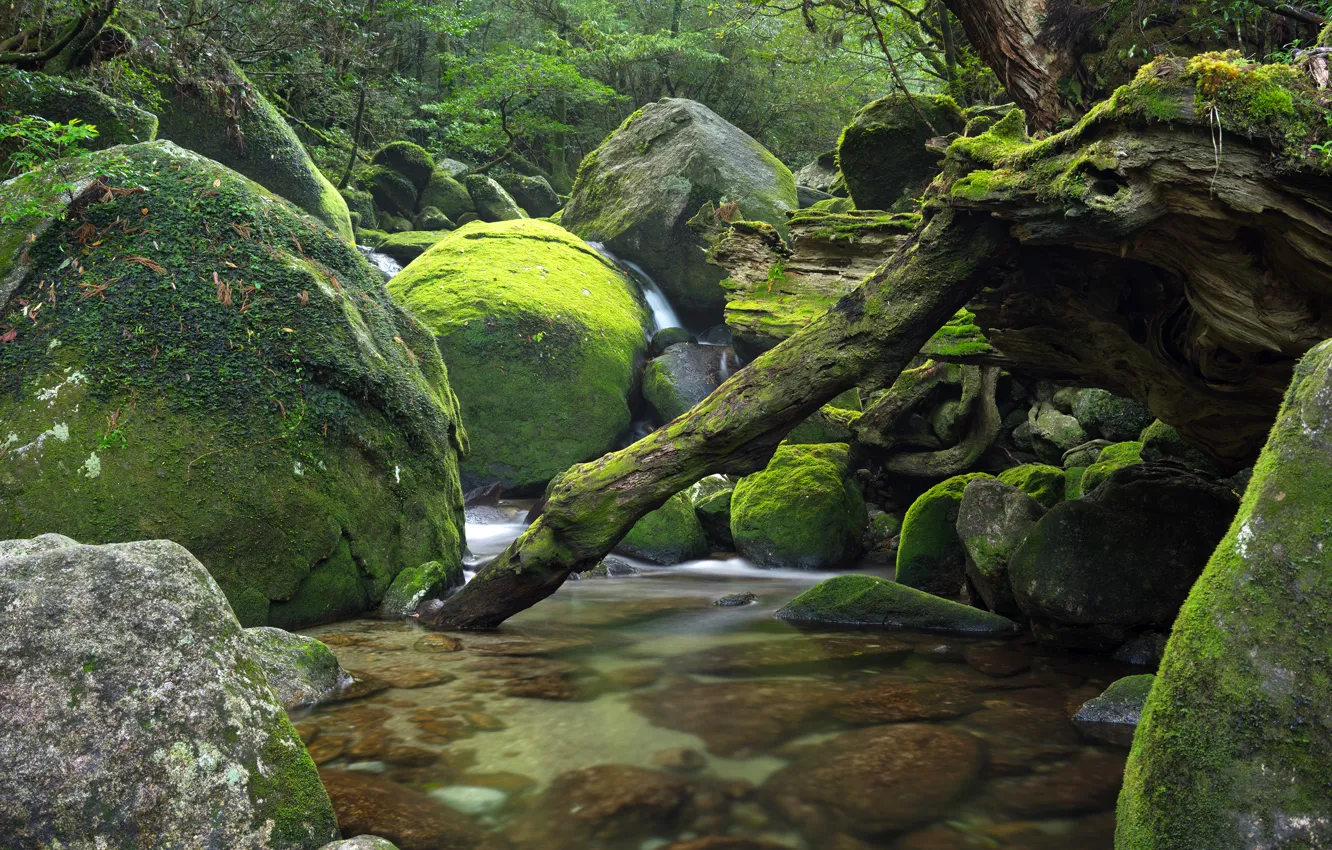 Photo wallpaper forest, trees, river, stones, stream, Japan, Japan