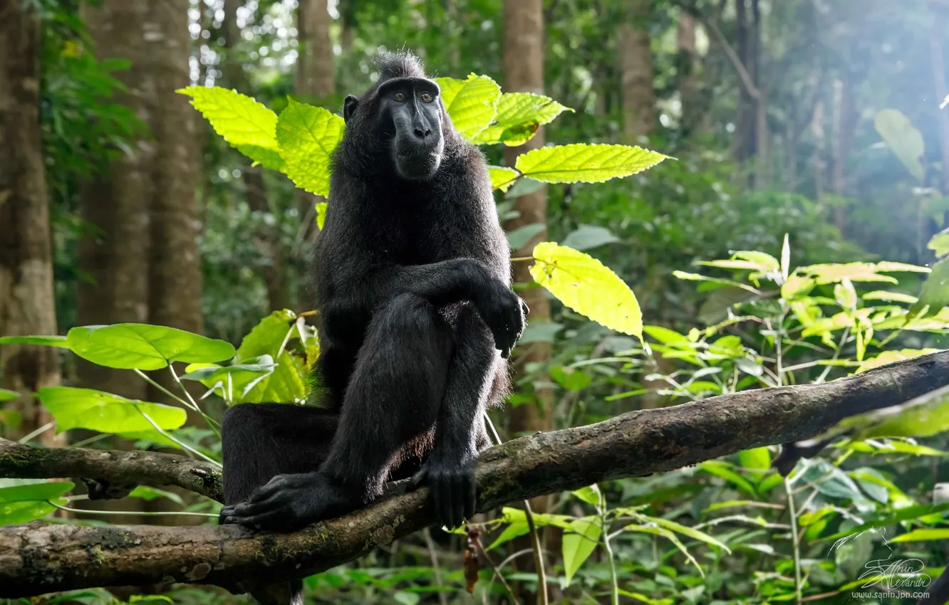 Photo wallpaper Jungle, monkey, Crested Baboon, Alexander Sanin